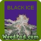 Black Ice Seeds