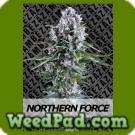Northern Force Seeds