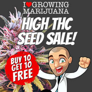 Get 10 Free Marijuana seeds in this sale!