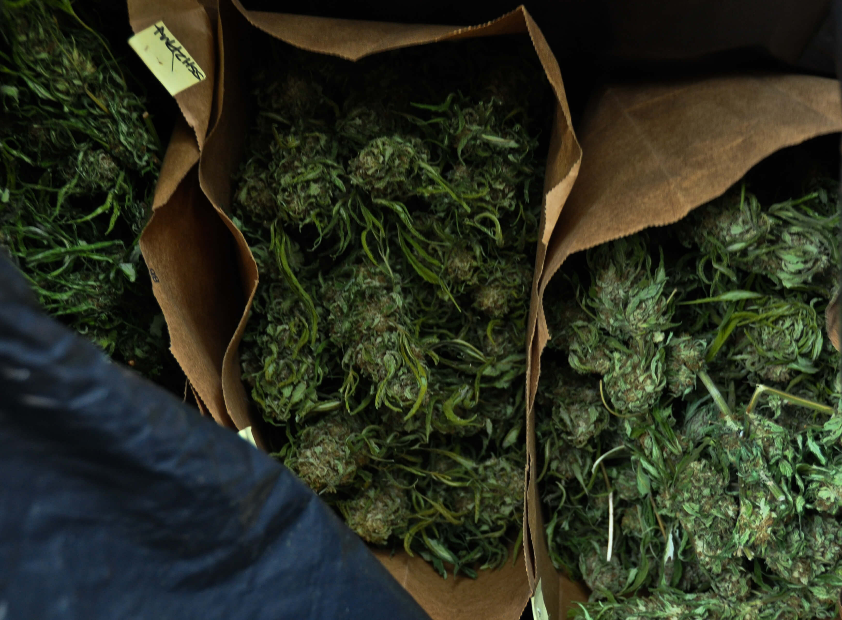 Bags Of Marijuana Buds