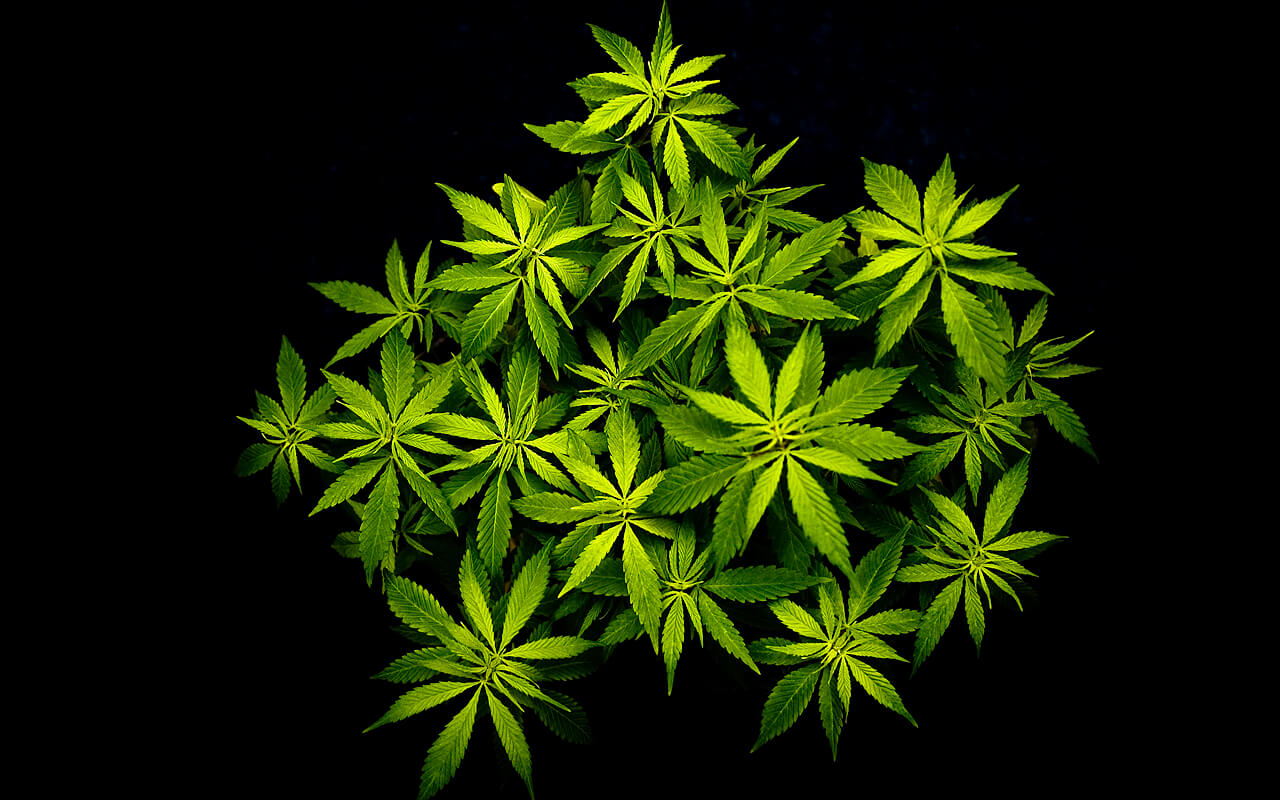 Cannabis Plant Wallpapers