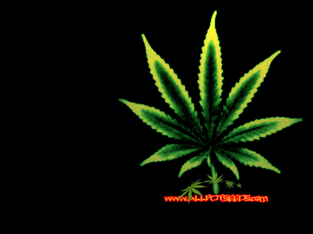 Cannabis plant wallpaper black background