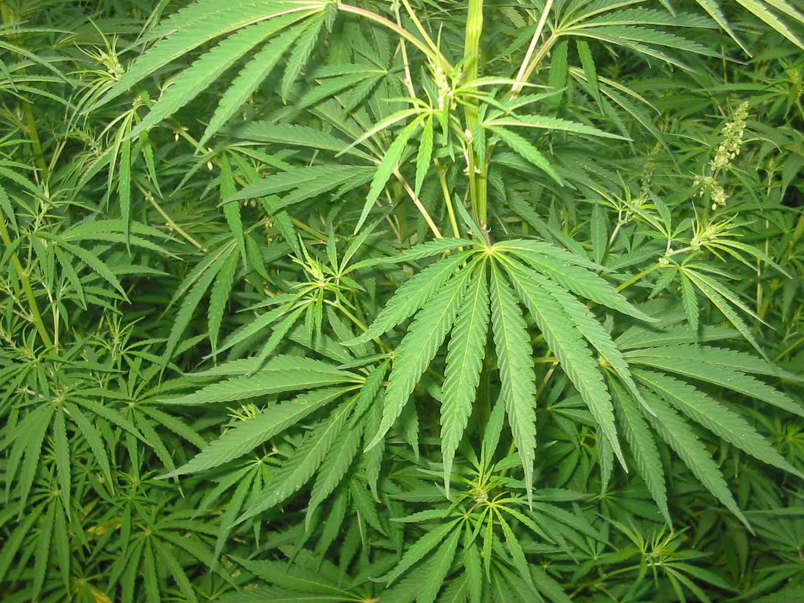 Cannabis plants wallpaper HD