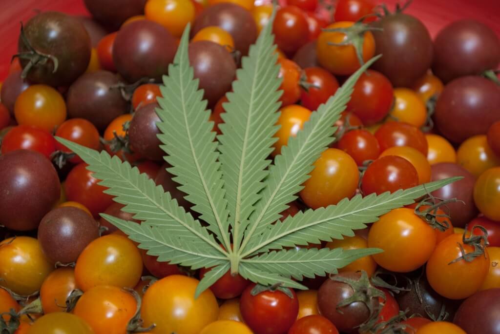 Marijuana Leaf Sitting on Cherry Tomatoes WTF
