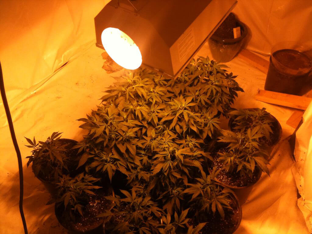 OMFG That a Lot Of Weed