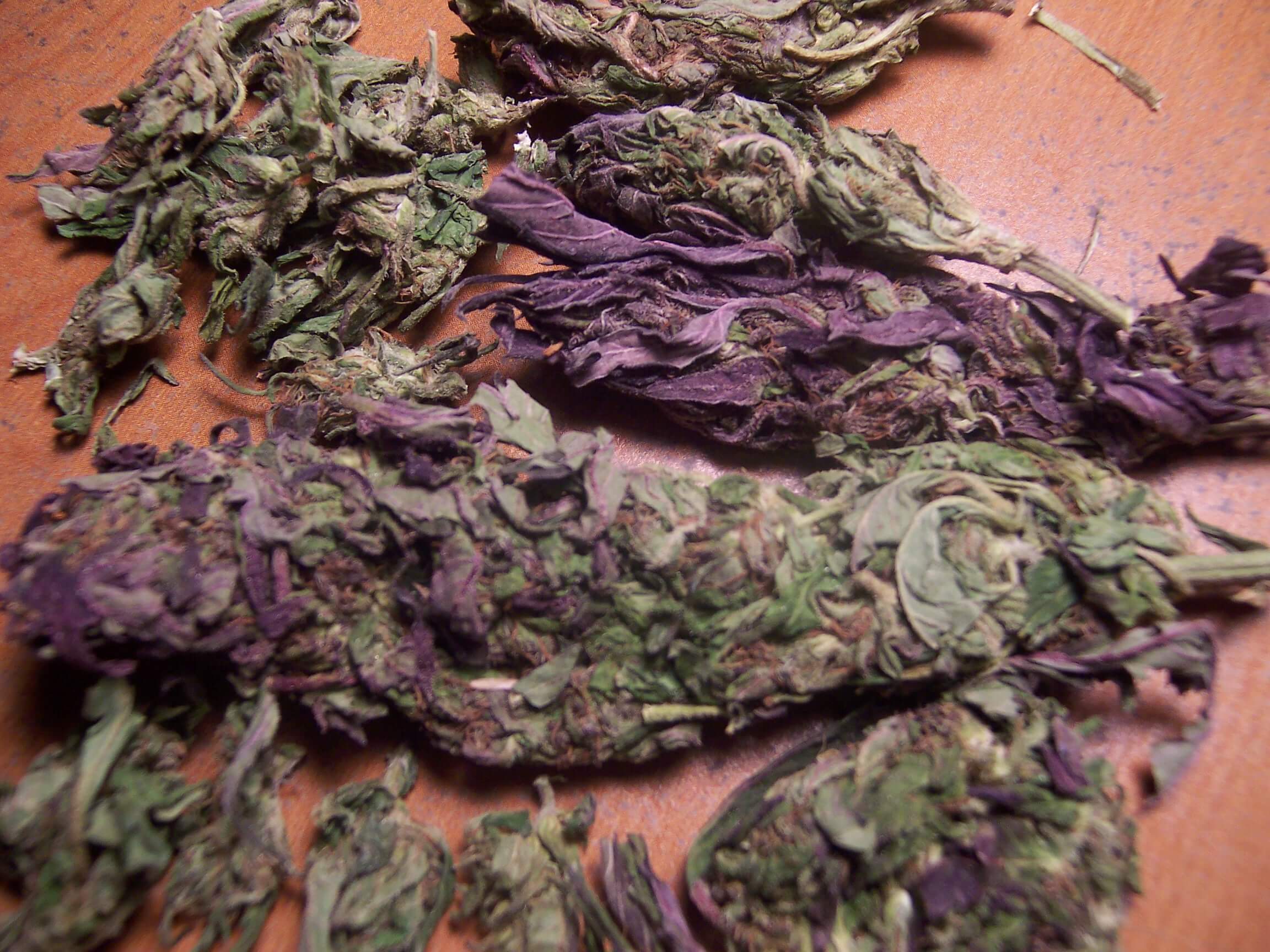 Purple Bud Amazing Quality
