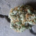 green-crack-review