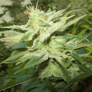 Agent Orange marijuana strain