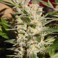 Belladonna marijuana strain