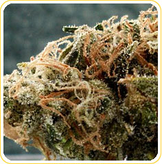 Bio Diesel marijuana strain