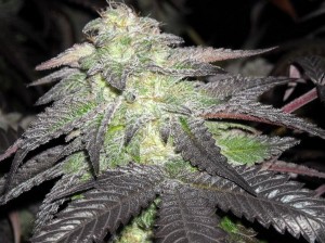 Blackberry Kush marijuana strain