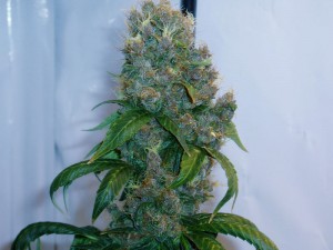 Blue Thunder marijuana strain