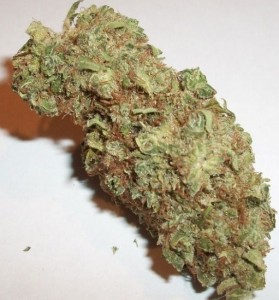 Chocolope Marijuana Strain
