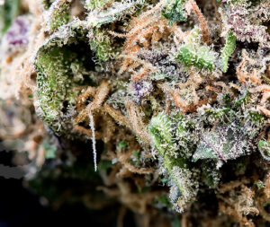 Grape Ape marijuana strain