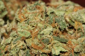 Green Spirit marijuana strain