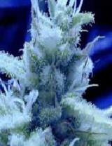 Ice marijuana strain
