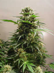 Kiwi Skunk marijuana strain