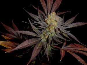 Lavender marijuana strain