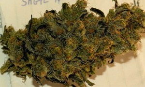 Sage N Sour marijuana strain