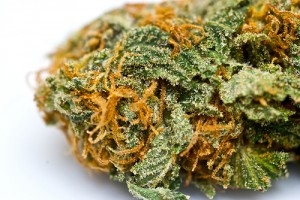Snowcap marijuana strain
