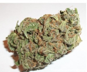 Tangerine Kush marijuana strain