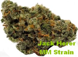 Jack Herer Marijuana Strain