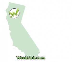 California medical marijuana patients license