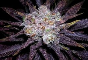 Blockhead marijuana strain
