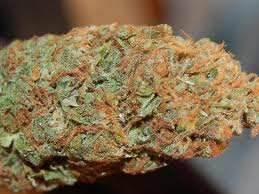 Blue Goo marijuana strain