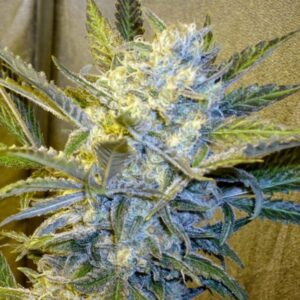 Blue Mystic marijuana strain