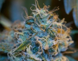 Blue Widow marijuana strain