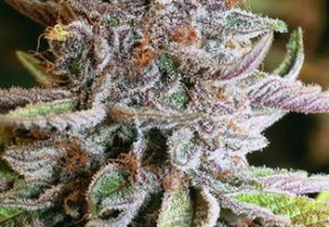 Blueberry Kush marijuana strain