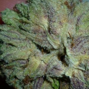 Bubba Kush marijuana strain