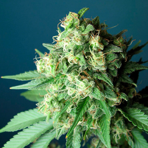 Casey Jones marijuana strain