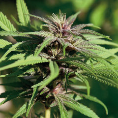 Crimea Blue marijuana strain
