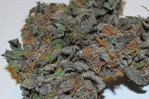 Death Star marijuana strain