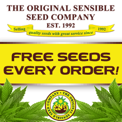 buy cannabis seeds