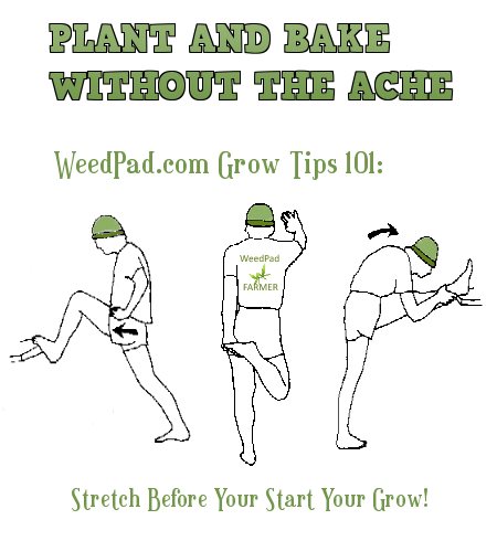 Marijuana Grow Tips and Stretching before you plant