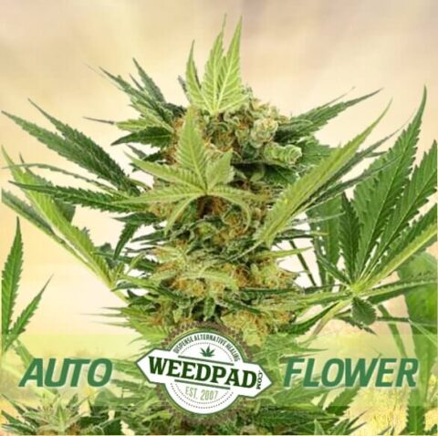 AK47 Autoflower cannabis seeds