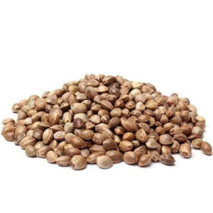 bruce-banner-autoflower-seeds-forsale