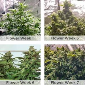 G13 Autoflower Marijuana Growing