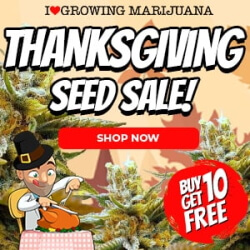 Thanksgiving Seed Sale