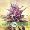 Zkittlez autflower cannabis seeds