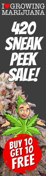 420 Weed Seed Sale
